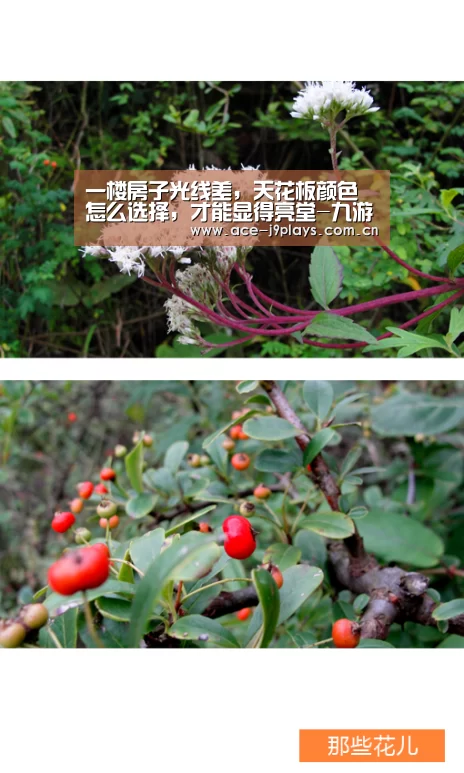 九游游戏中心手机版